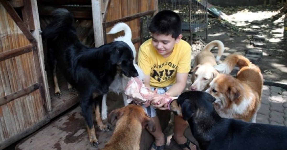 Cani al sicuro grazie al rifugio fondato dal bambino di 9 anni