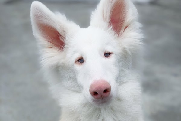 cane albino