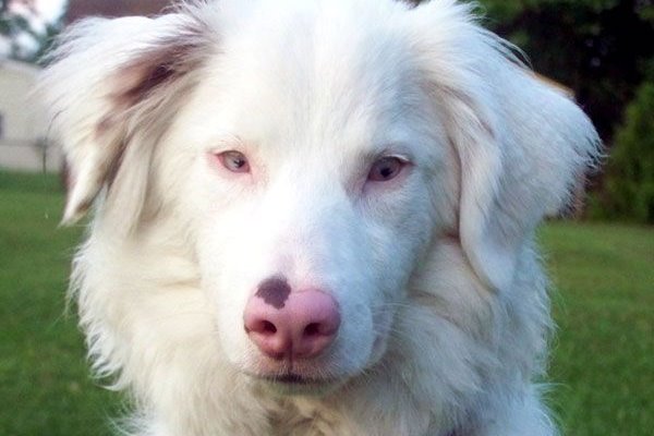 cane parzialmente albino