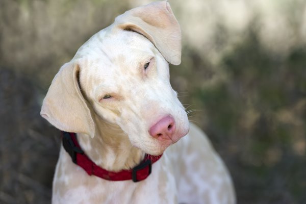 cane albino