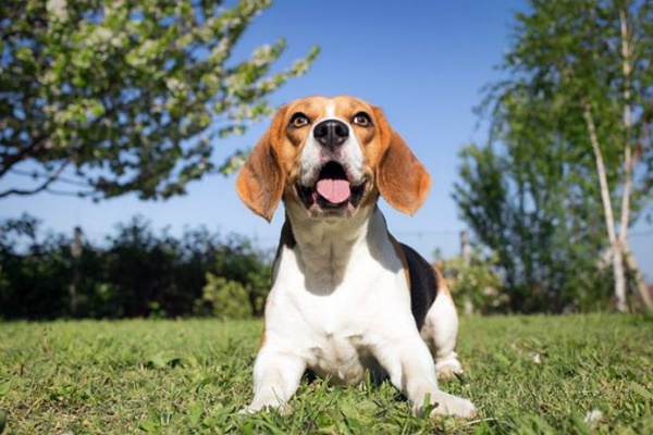 pericoli esterni per il cane