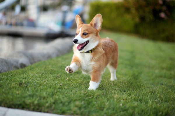 corgi