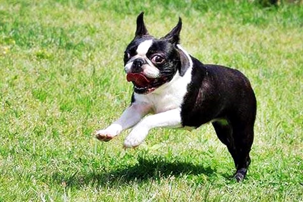 boston terrier