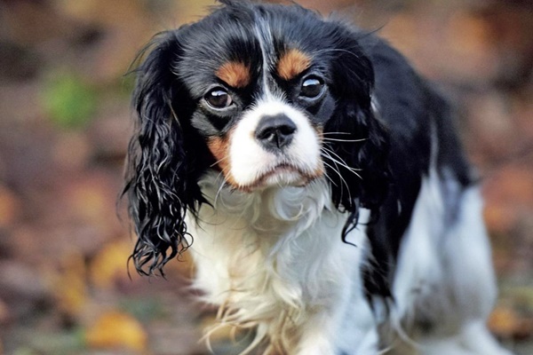 cavalier king charles spaniel