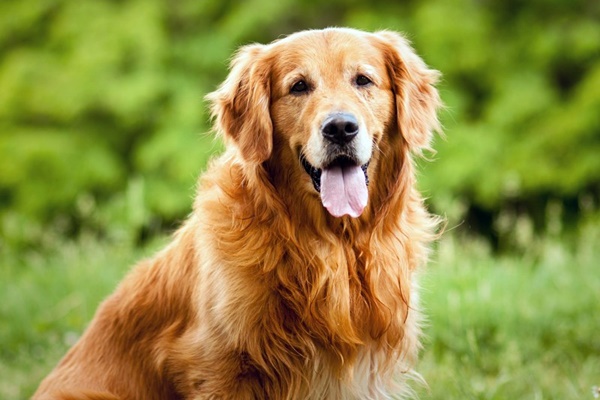 golden retriever