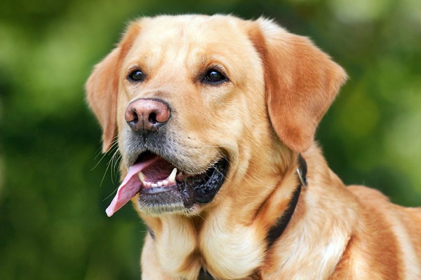 labrador retriever