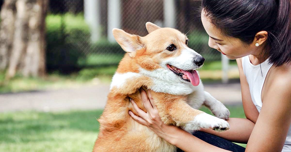 Razze di cani amichevoli: i quattro zampe più affabili