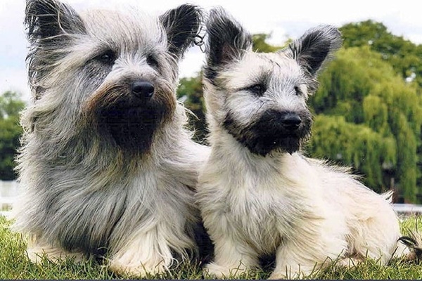 skye terrier