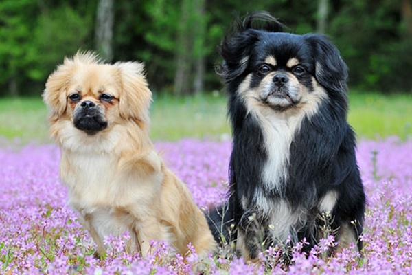 tibetan spaniel