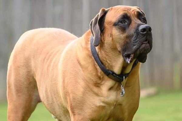 english mastiff