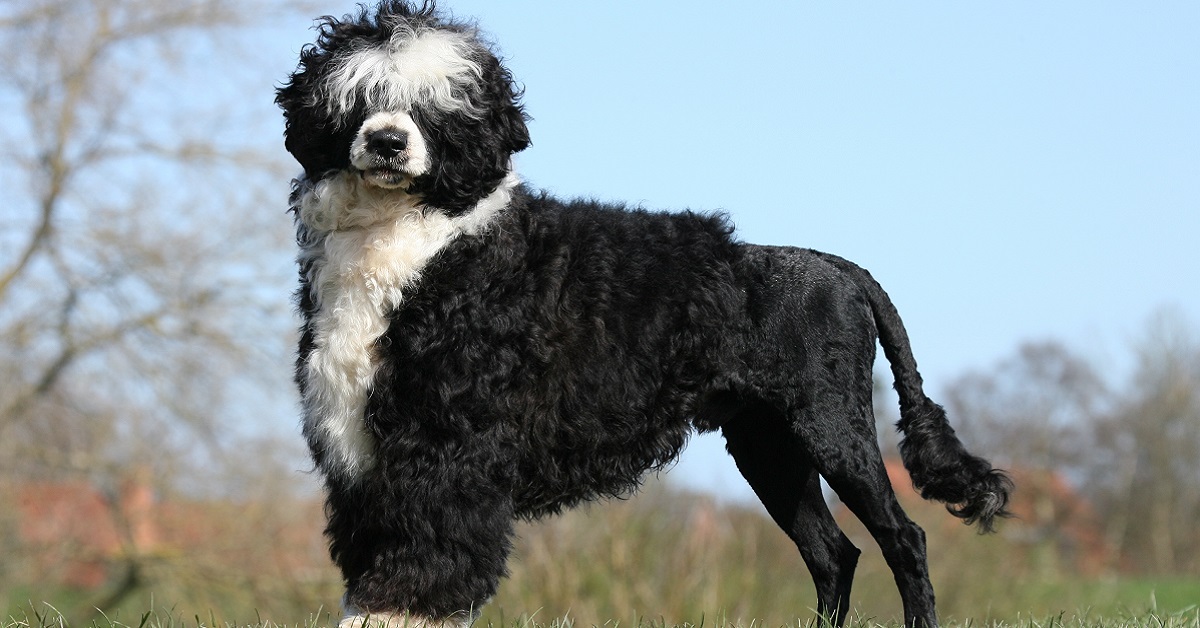 Cani avventurosi: tutte le razze con l’indole più impavida