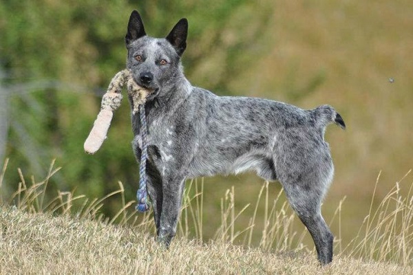 Australian cattle dog 