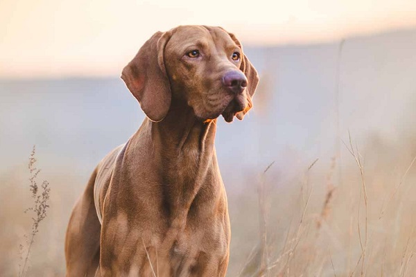 cane Vizsla