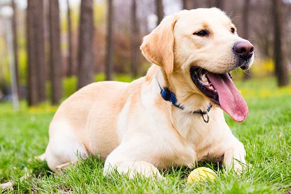 Labrador retriever cane