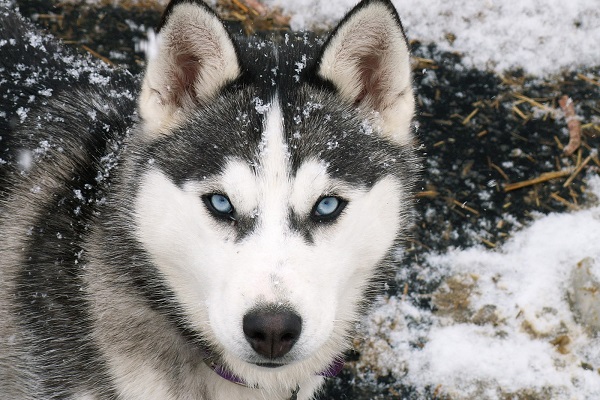 cane husky siberiano