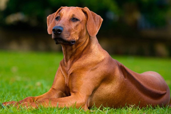 Rhodesian ridgeback cane