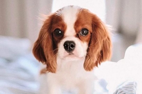 Cavalier king charles spaniel cane 