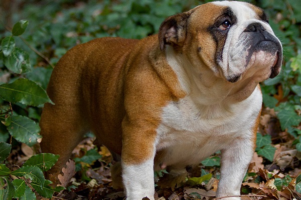 bulldog inglese cane