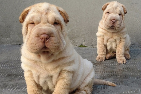 cane shar pei