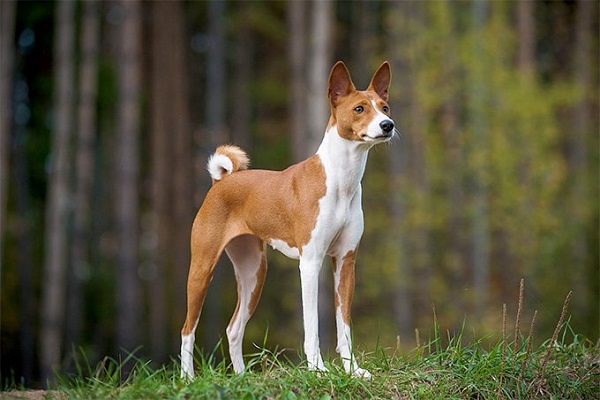 Basenji cane