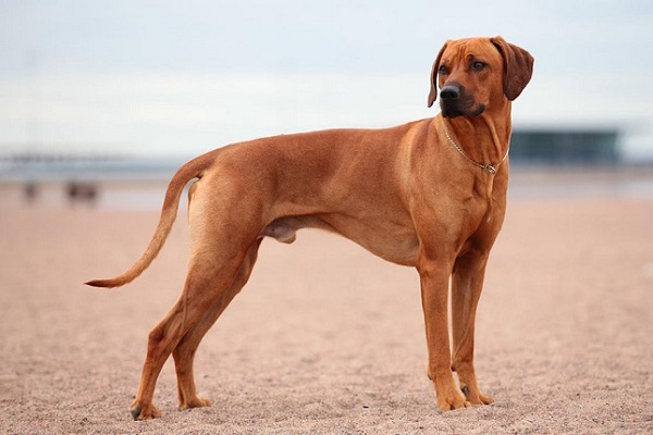 Rhodesian ridgeback cane