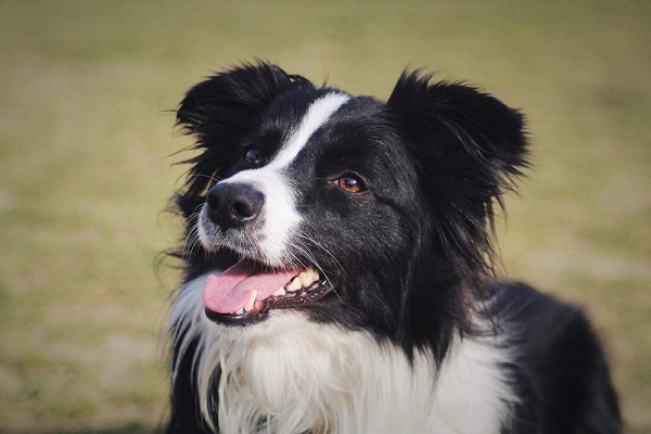 Border collie cane