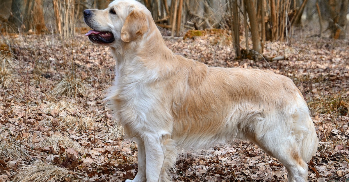 10 razze di cani che amano lavorare e obbedire al padrone