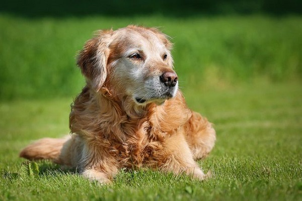 cane golden retriever