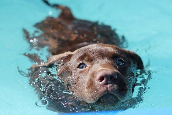 labrador cane