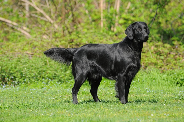 Flat coated retriever cane 