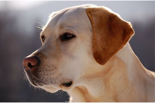 cane che guarda