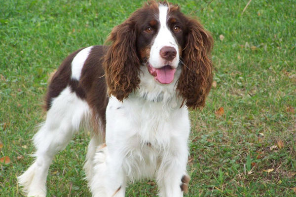 cane che guarda