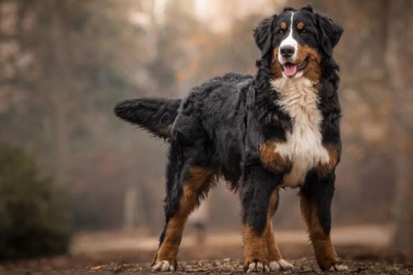 Bovaro del Bernese cane 