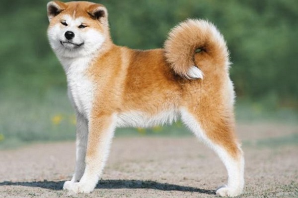 cane akita