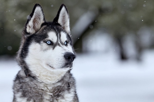 Husky siberiano cane