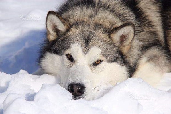 Alaskan malamute cane 