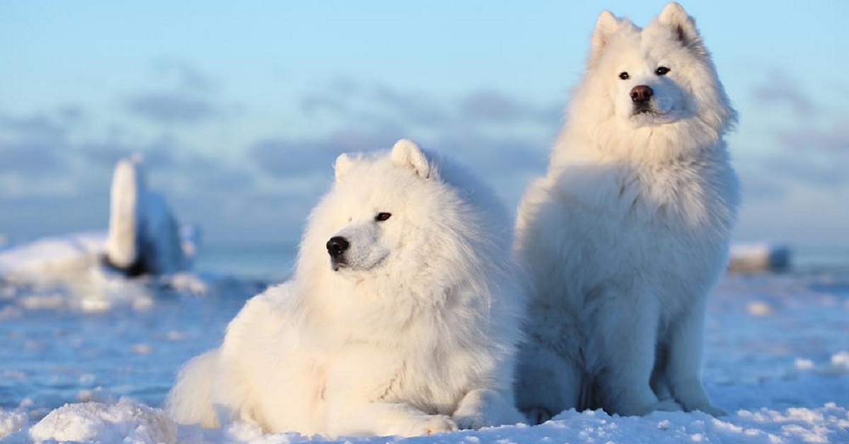 11 razze di cani che non sentono freddo: fatti per l’inverno!
