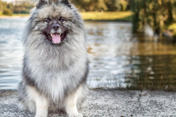 cane Keeshond