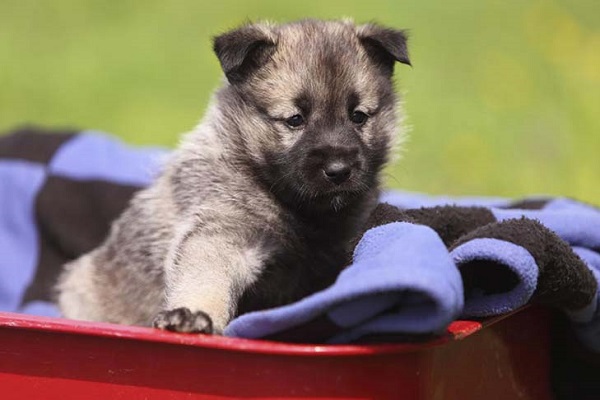 Elkhound norvegese cane 