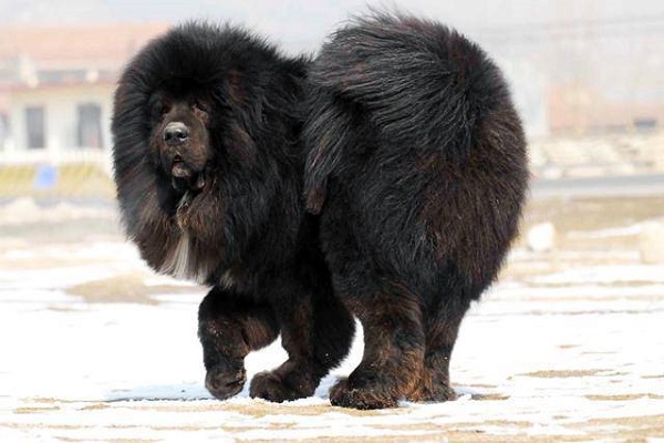 Mastino tibetano cane