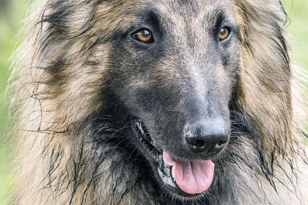Tervuren belga cane