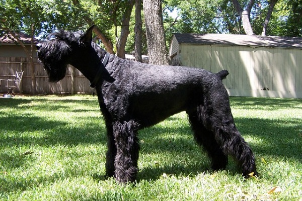 Schnauzer gigante cane