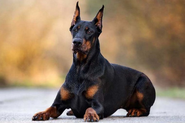 Doberman pinscher cane