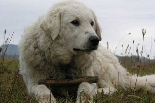 Kuvasz cane