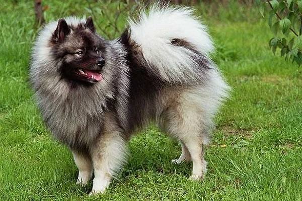 Keeshond cane