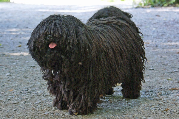 cane puli 