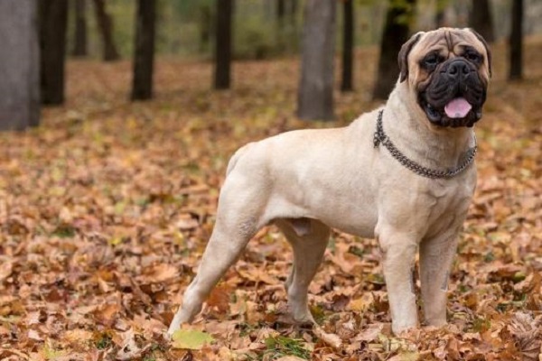 cane Bullmastiff nel bosco