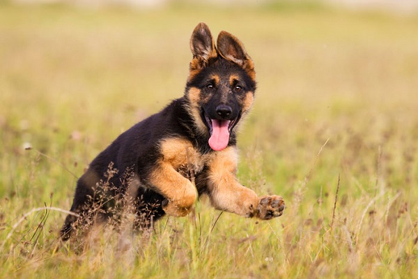 cucciolo di cane pastore tedesco