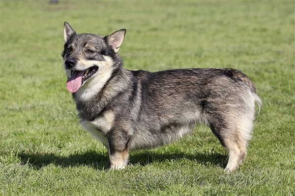 Vallhund svedese cane