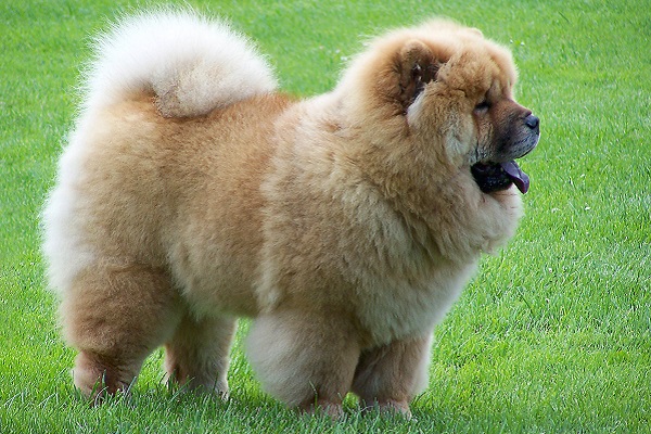 cane razza chow chow